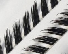 Fox Kirpik-tilki efekti kirpik